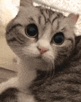a close up of a cat 's face looking at the camera