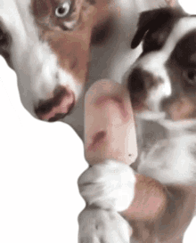 lick sharing ice cream dog ice pop