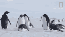 group of penguins national geographic penguins chill out with ad%C3%A9lie and emperor penguins head bobbing penguins