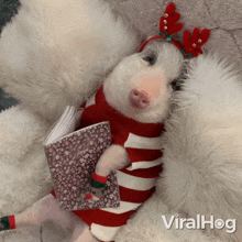 The Piglet Is Relaxed Viralhog GIF - The Piglet Is Relaxed Pig Viralhog GIFs