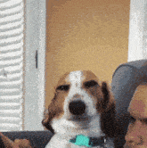 a brown and white dog is sitting next to a man on a couch and looking at the camera .