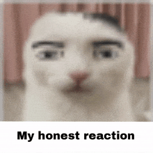 My Honest Reaction Manfacecat GIF