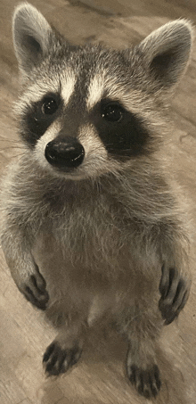 You For Real Racoon GIF
