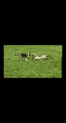 Dog Dont Give Up GIF