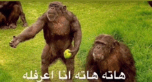 a chimpanzee is holding a tennis ball in its hand while another chimpanzee sits in the grass .