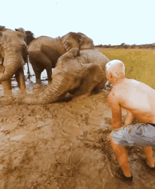 playing in the mud dean schneider dean schneider vlogs elephants having fun