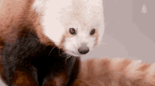 Kintisheff Red Panda GIF - Kintisheff Red Panda Mammal GIFs