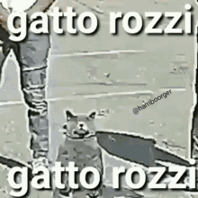 Rozzi Cat GIF - Rozzi Cat Gato Rozzi GIFs