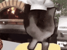 a cat wearing a chef 's hat and a yellow shirt is standing in front of an oven .