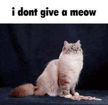 I Dont Give A Meow I Dont Care GIF