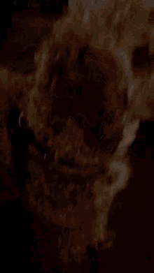 a close up of a dog looking at something