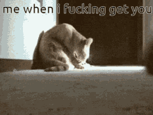 Cat Rat GIF - Cat Rat Me When I Fucking Get You GIFs