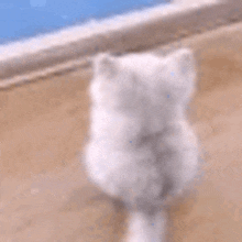 Catwait Cat Wagging Tail GIF
