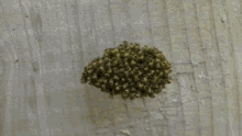 Spiders GIF - Spiders GIFs