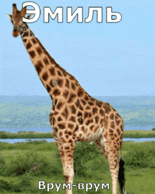 a giraffe is standing in a grassy field with a blue sky behind it and the words emil brum-brum below it