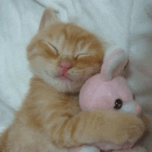 a cat is hugging a pink stuffed rabbit