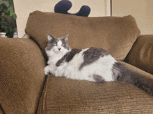 a gray and white cat is laying on a brown chair