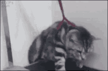 Cat Slipping GIF - Cat Slipping Falling GIFs