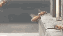Bees Bees Explode GIF - Bees Bees Explode Pszczoły GIFs
