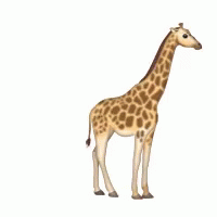 giraffe walking gif