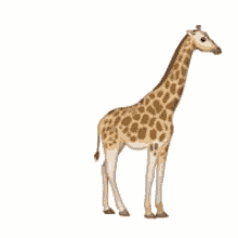 Giraffe GIF - Giraffe GIFs