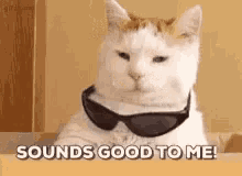 Sounds Good To Me Cats GIF - Sounds Good To Me Cats Sunglasses GIFs