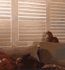 Cat Window Blinds GIF - Cat Window Blinds Bad Kitty GIFs