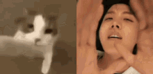 Lov4hob Hobi Kiss GIF - Lov4hob Hobi Kiss Hobi Cat GIFs