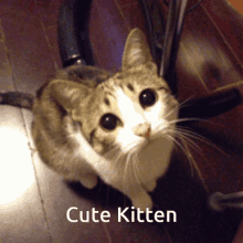 cute cat cat cute kitten stare kitty