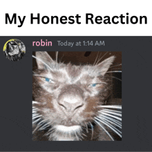 Honest Reaction GIF