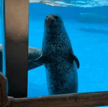a seal is standing in the water and looking out of a glass .