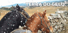 terradogelo horse cavalo dudamachado serra