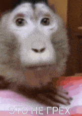 a close up of a monkey 's face with the words " это негрех " on the bottom