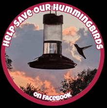 Hummingbird Hummingbirds GIF - Hummingbird Hummingbirds Helpsaveourhummingbirds GIFs