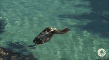 Otter Pup Cuteness. GIF - Otter Swim Swimming GIFs