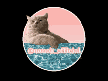 Nanok Nanok Official GIF - Nanok Nanok Official Cute Cat GIFs