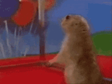 Dramatic Looking GIF - Dramatic Looking Hamsters GIFs