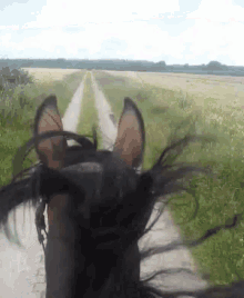 Horse Galopp GIF - Horse Galopp Equine GIFs