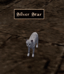 a white cat is standing in front of a sign that says " silver star "