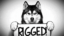 a husky dog holds a sign that says " rigged "