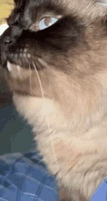 Louie Cat GIF - Louie Cat Licks GIFs