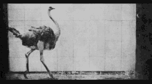 vintage ostrich