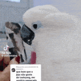 a white parrot is sitting on a person 's hand next to a picture of a man in a suit and tie ..