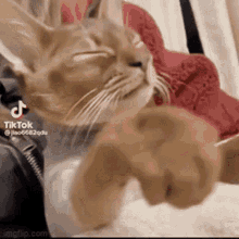 Cat Kitty GIF - Cat Kitty Sassy Cat GIFs
