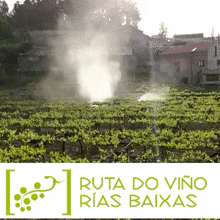a logo for ruta do vino rias baixas with a field of green plants