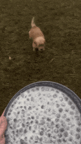 a person is holding a plate of blueberries in front of a dog