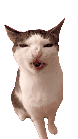 Cat Meme Sticker - Cat Meme Stickers