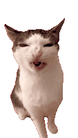 Cat Meme Sticker