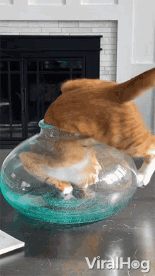 Squeezed Into A Bowl Viralhog GIF - Squeezed Into A Bowl Viralhog Get Inside The Bowl GIFs
