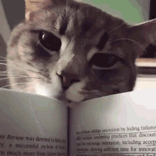 Cat Look At You GIF